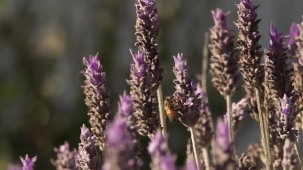 Abeja Colecciona Néctar Dulce Flor Lavanda Día Ventoso Cerca — Vídeo de stock