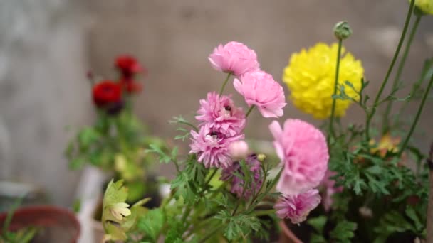庭のカーネーションの花の品種 終わりだ — ストック動画