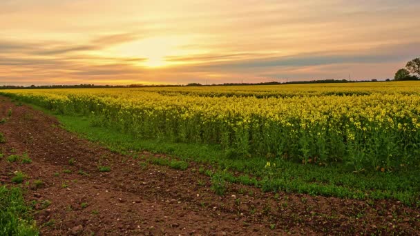 信じられないほどの日没で菜の花の黄色の植物の田園地帯の静的なショット パノラマビュー — ストック動画
