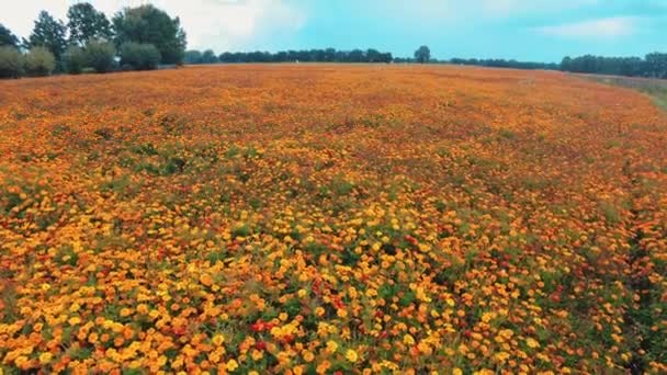 Pluma Que Baja Lentamente Naranja Caléndula Flor Jardín Vivero Holandés — Vídeo de stock