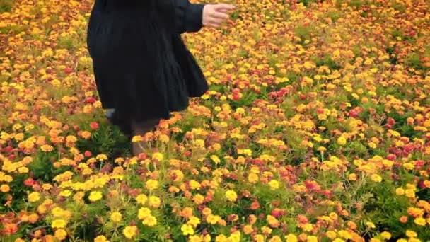 Kvinnors Ben Klumpigt Genom Apelsin Ringblomma Trädgård Plantskola Nära Håll — Stockvideo