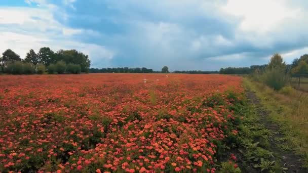 Ευρύ Dolly Tracking Shot Λιβάδια Marigold Πορτοκαλί Λουλούδι Φυτώριο Ολλανδία — Αρχείο Βίντεο