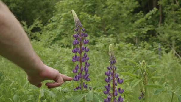 Adamın Parmağı Çimenlikteki Büyük Yapraklı Lupine Yaprağına Dokunmuş Kapat — Stok video