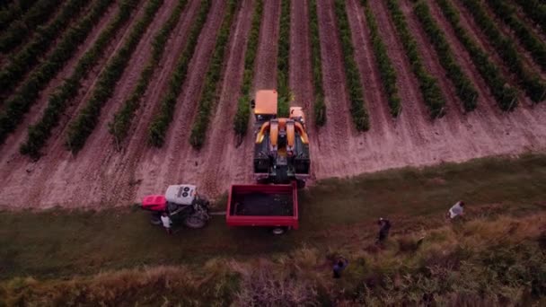空中撮影 南フランスで収穫される熟したブドウの畑 — ストック動画