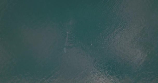 Aerial Top View Fin Whale Breach While Bird Passin Ocean — Stok Video