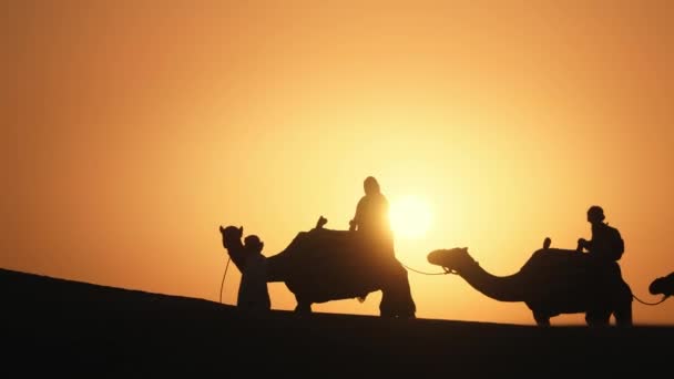 Kamelen Tijdens Zonsopgang Dubai — Stockvideo
