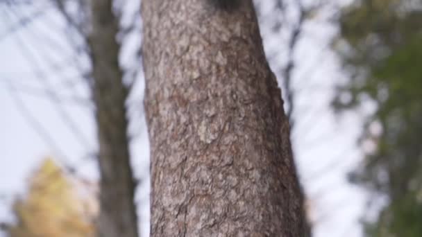 Śledzenie Powolnego Strzału Wiewiórki Biegnącej Drzewie Potem Skaczącej Innego Drzewa — Wideo stockowe