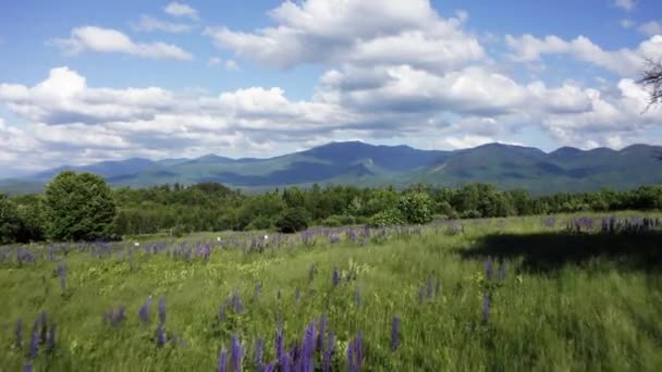 Intro Shot Van Lupine Veld Met Ontspannende Wind Bergen 30Fps — Stockvideo