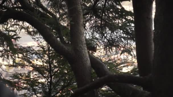 Śledzenie Spowolnienia Strzał Wiewiórki Spływającej Gałęzi Drzewa — Wideo stockowe