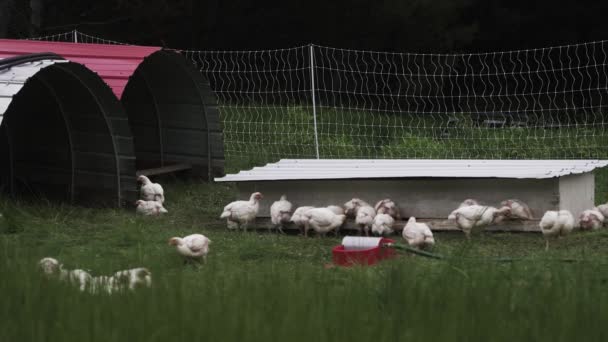 Poulets Plein Air Cage Dans Champ Sur Une Ferme Biologique — Video