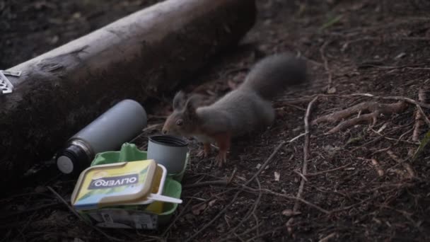 Close Spowolnienie Shot Inquisitive Squirrel Wąchając Wnętrze Thermal Cup — Wideo stockowe