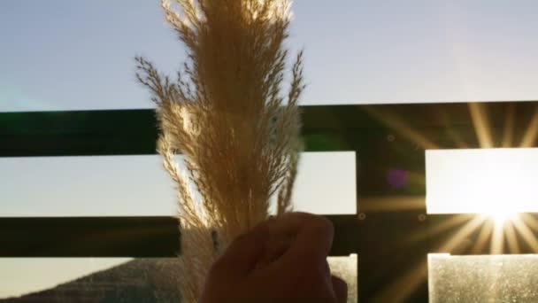 Statische Aufnahme Von Pampasgras Das Sich Neben Der Sonne Ausbreitet — Stockvideo