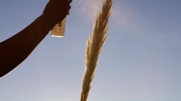 Handhållna Bilder Individ Som Sanerar Pampas Grass Stem — Stockvideo