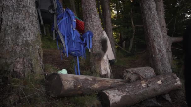 Zwolnione Ujęcie Wiewiórki Badającej Mały Obóz Potem Biegnącej Drzewie — Wideo stockowe