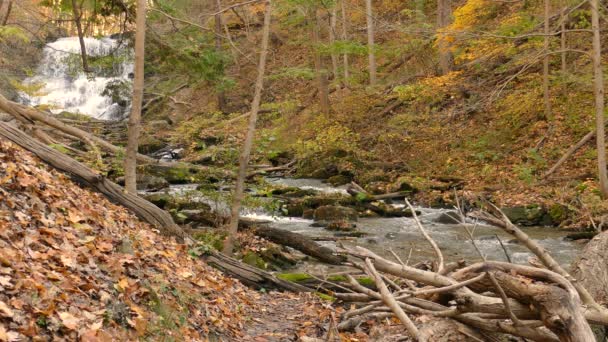 木々の葉が自然とともに失われ 緑に囲まれた美しい滝は 夏から秋にかけての季節の移ろいとともに環境を変化させます — ストック動画