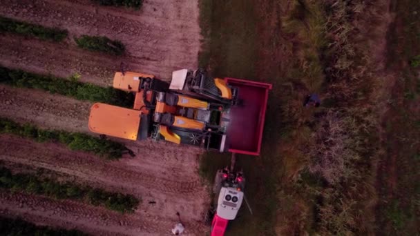 Landbouwers Die Druiven Oogsten Zuid Frankrijk — Stockvideo