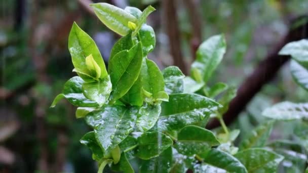 Planta Verde Con Hojas Húmedas Salpicadas Agua Gotas Lluvia Durante — Vídeos de Stock