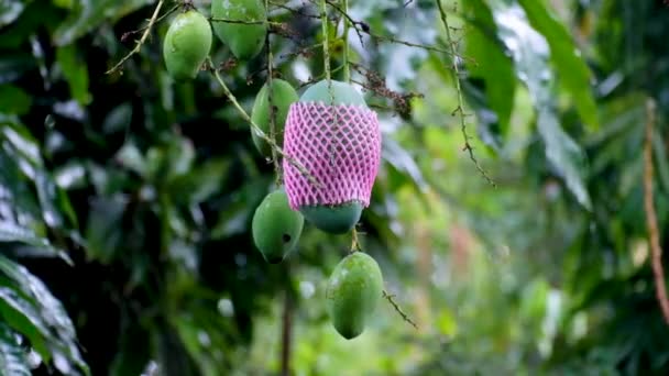 Erişkin Meyveli Mango Ağacından Sarkan Pembe Meyve Kollu Egzotik Yeşil — Stok video