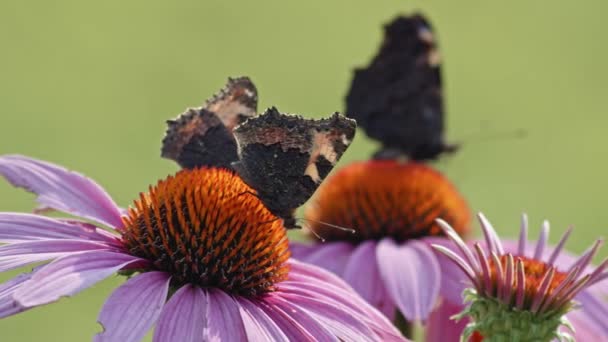 Hermosa Pequeña Tortuga Mariposas Alimentando Néctar Flor Conejo Enfoque Selectivo — Vídeos de Stock