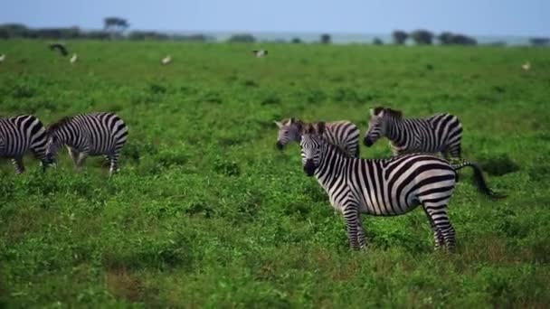 Plains Zebra Poepen Kijken Naar Camera Schudden Zijn Hoofd Als — Stockvideo