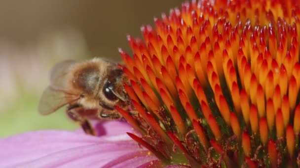 Makro Egy Elfoglalt Méhecske Ivó Nektár Coneflower Head Közelkép — Stock videók