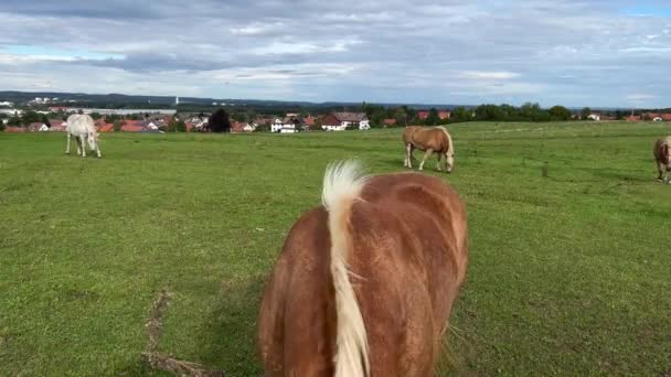 一匹棕色的马冲向摄像机走去 拍下了一张广角的近照 与几匹哈夫林格马在一片绿茵的草地上静止不动地大拍特照 — 图库视频影像