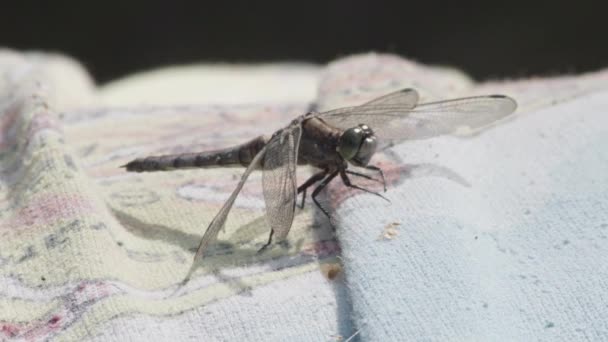 Närbild Dragonfly Sitter Tyget Solen — Stockvideo