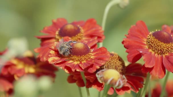 Bee Feeding Flower Helenium Sneezeweed Plant Summer Inglês Perto — Vídeo de Stock