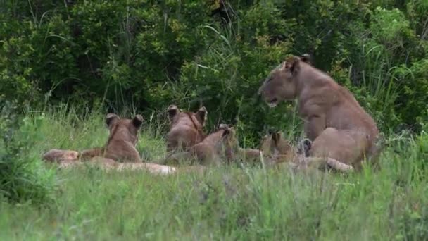 アフリカの雌ライオンブッシュの間の草の中でそれらに従事するために彼女の赤ちゃんに完全に転がって — ストック動画