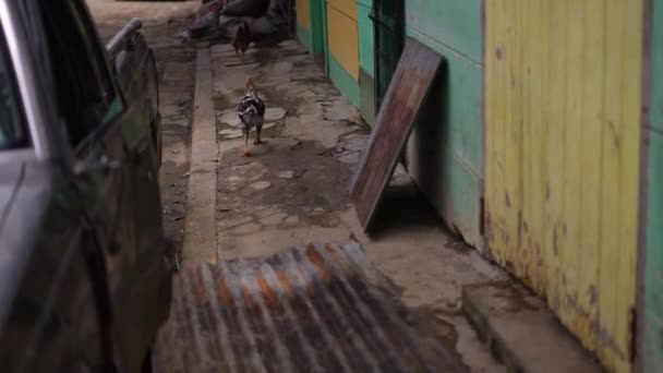 Galline Strada Quartiere Povero Nicaragua San Juan Sur Rivas Managua — Video Stock