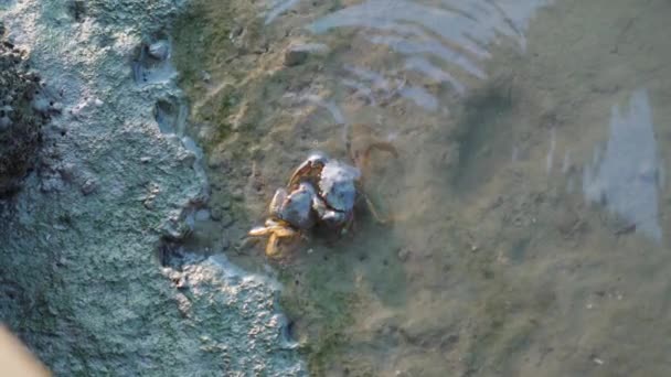 Par Cangrejos Están Luchando Aguas Poco Profundas Concepto Supervivencia Naturaleza — Vídeos de Stock