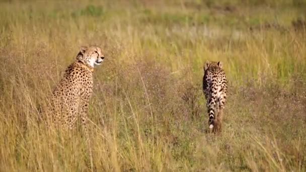 Geparden Paar Läuft Der Savanne Durch Trockene Gelbe Vegetation — Stockvideo