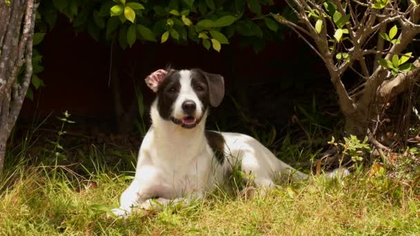 裏庭の芝生の上で幸せな遊び心のある犬 観察し 喜んで反応 — ストック動画