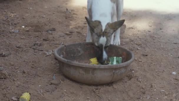 インドのゴアの通りにある古いボウルのコーンを食べる犬 — ストック動画