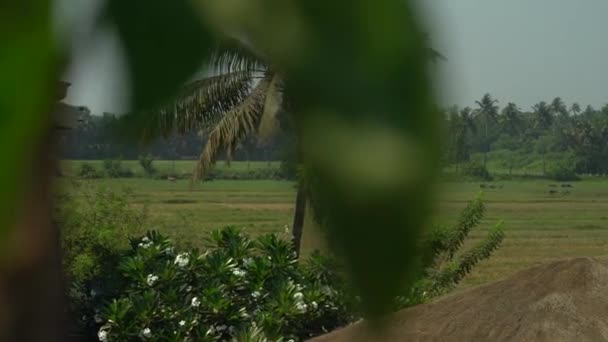 Vue Panoramique Sur Les Palmiers Champ Herbe Avec Des Vaches — Video