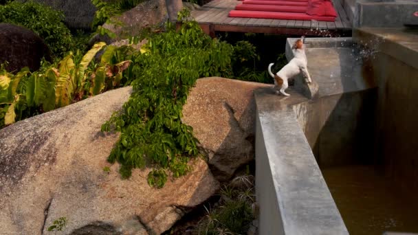 Propietario Perro Están Jugando Con Agua Día Soleado Caliente Caché — Vídeo de stock