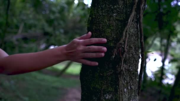 Ağaca Dokunurken Eli Kapat — Stok video