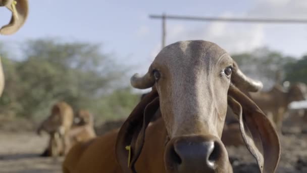 Close Gado Gyr Olhando Para Câmera Uma Fazenda Laticínios Índia — Vídeo de Stock