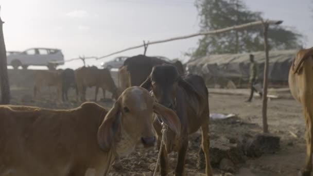 Gyr Gado Bezerros Olhando Para Câmera Farm Animals Rural Village — Vídeo de Stock