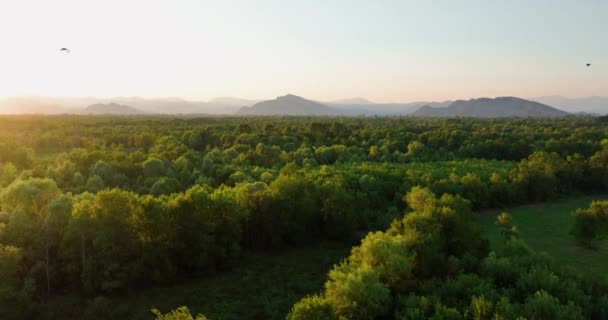 Uccelli Che Sorvolano Vegetazione Nel Parco Nazionale Del Lago Skadar — Video Stock