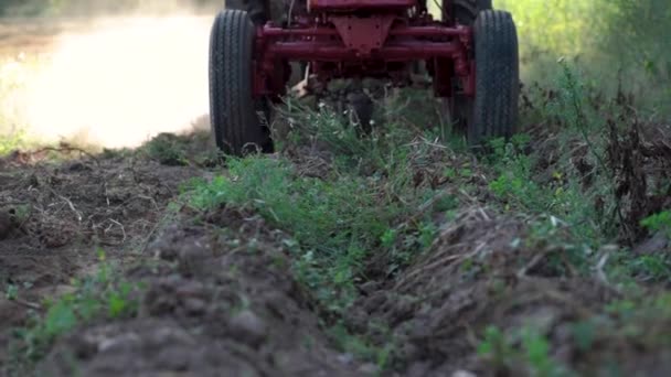 Gammal Traktor Som Gräver Potatis Skördesäsongen Lettland — Stockvideo