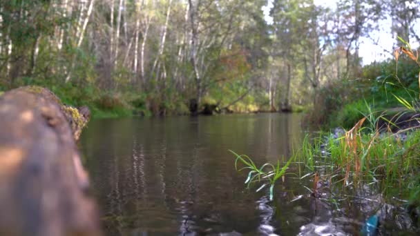 Calm Natural Background Flowing River Closeup Static View Copy Space — Stock Video