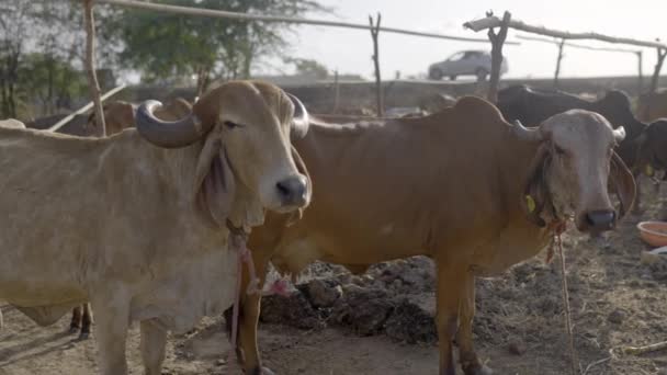 Gyr Cattle Bull Farm Rural Village Gujarat India Střední Snímek — Stock video