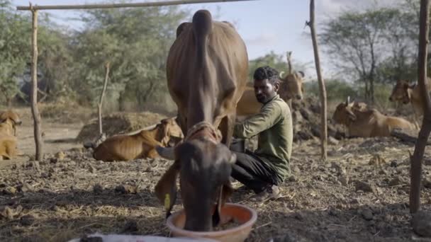 Männliche Melker Melken Gyr Rinder Während Der Fütterung Auf Der — Stockvideo