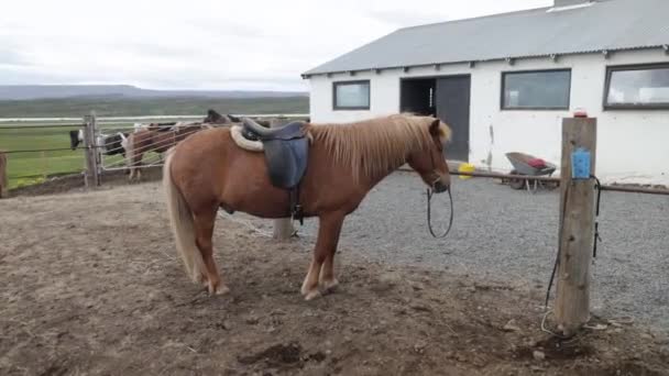 Bruin Ijslands Paard Met Zadel Gimbal Video Rondlopend — Stockvideo