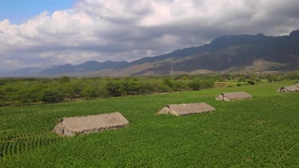 Drone Shot Van Tabaksvelden Dominicaanse Republiek Kunt Curator Huizen Het — Stockvideo