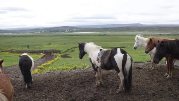 Group Icelandic Horses Gimbal Video Walking Forward — Stock Video