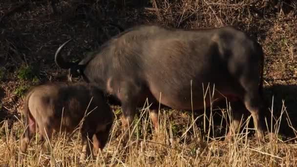 Ένα Μοσχάρι Δίπλα Στη Μητέρα Buffalo Δει Καθώς Βόσκουν Κατά — Αρχείο Βίντεο