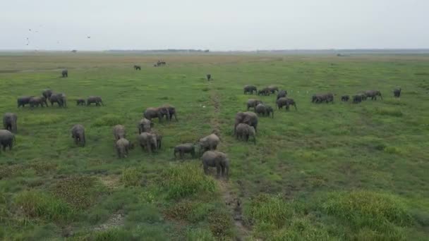 Drohnenschuss Aus Der Luft Elefantengeheul Auf Grüner Üppiger Afrikanischer Ebene — Stockvideo