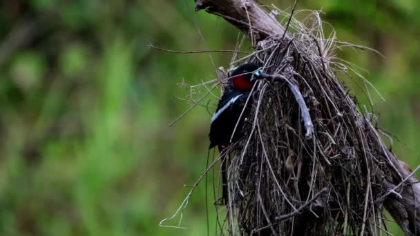 巣の上には 孵化しようとしている卵 黒と赤のブロードビル シンビリンコス マクロリンチョ ケンクラチャナナショナルパーク — ストック動画